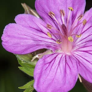 Geranium (Pelargonium graveolens)