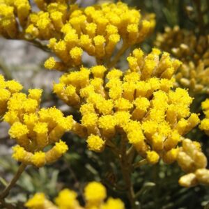 Helichrysum Absolute (Helichrysum italicum)