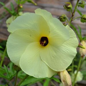 Ambrette (Musk) Absolute (Abelmoschus moschatus)