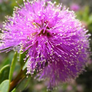 Honey Myrtle (Melaleuca teretifolia)