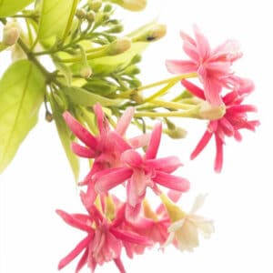 Honeysuckle Absolute (Lonicera japonica)