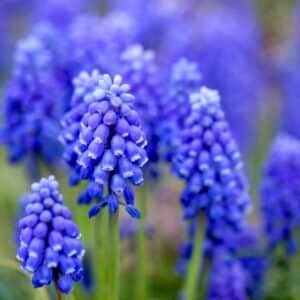Hyacinth Absolute (Hyacinthus orientalis)