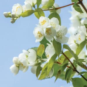 Jasmine Absolute (Jasminium sambac)
