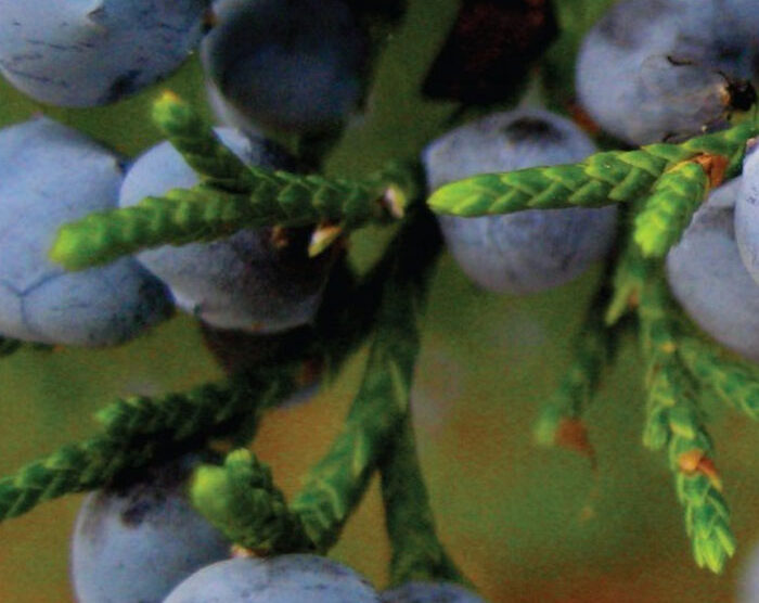 Juniper Berry (Juniperus communis)