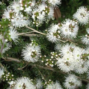 Kunzea (Kunzea ambigua)
