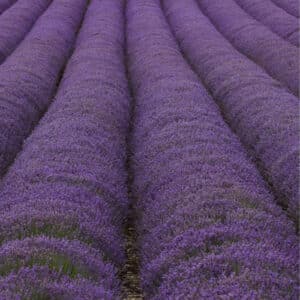 Lavender (Lavandula angustifolia)