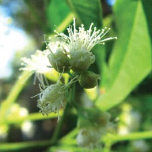 Lemon Myrtle (Backhousia citriodora)