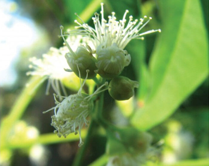 Lemon Myrtle (Backhousia citriodora)
