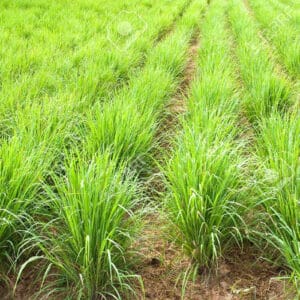 Lemongrass (Cymbopogon flexuosus)