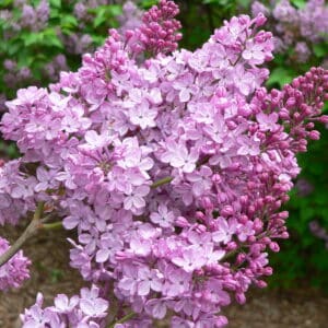 Lilac Absolute (Syringia vulgaris)