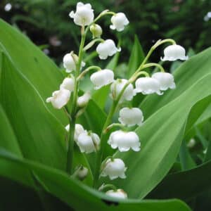 Lily of the Valley Absolute (Convallaria majalis)
