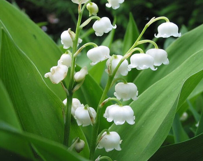Lily of the Valley Absolute (Convallaria majalis)