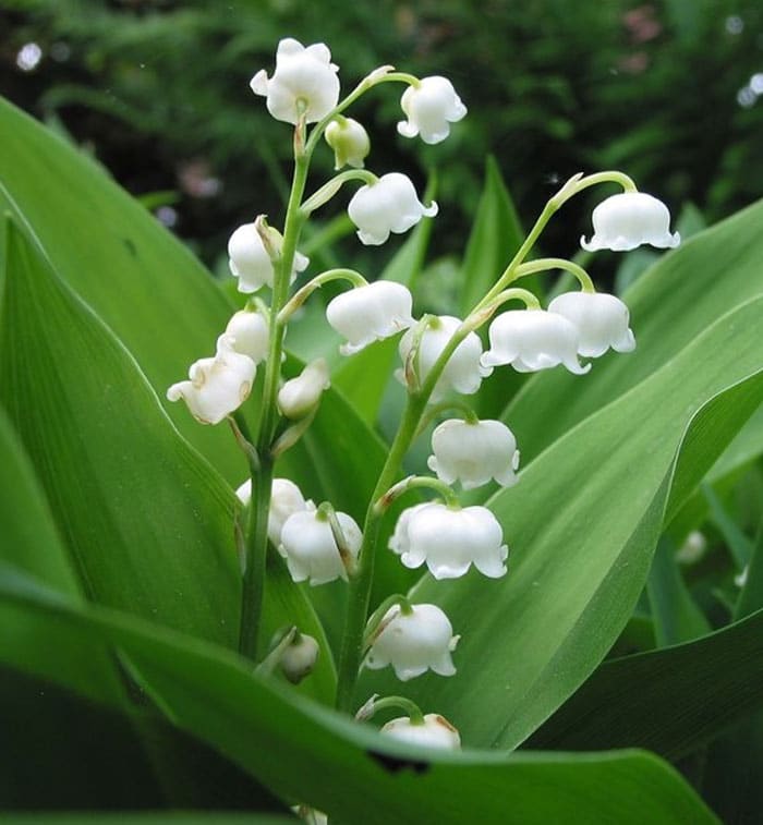 Lily of the Valley Absolute (Convallaria majalis) – Druid Alchemy