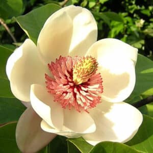 Magnolia Absolute (Magnolia grandifloria)