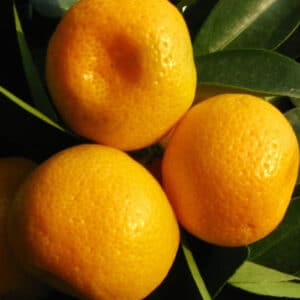 Mandarin (Citrus reticulata)