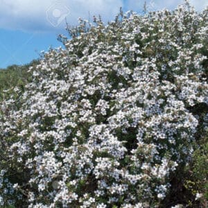 Manuka (Leptospermum scoparium)