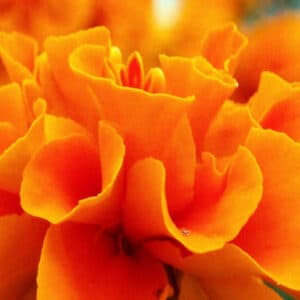 Marigold - Tagetes (Tagetes minuta)