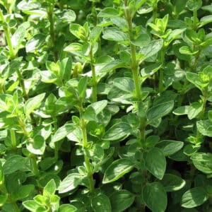 Marjoram Sweet (Origanum majorana)