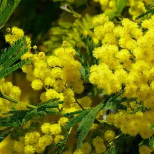 Mimosa - Acacia Absolute (Acacia dealbata)