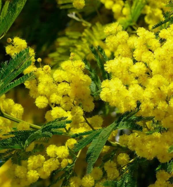 Mimosa – Acacia Absolute (Acacia dealbata) – Druid Alchemy