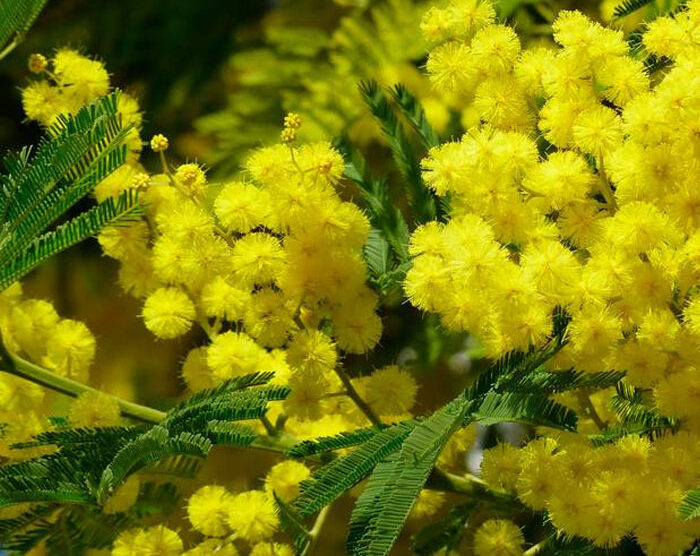 Mimosa – Acacia Absolute (Acacia mearnsii)