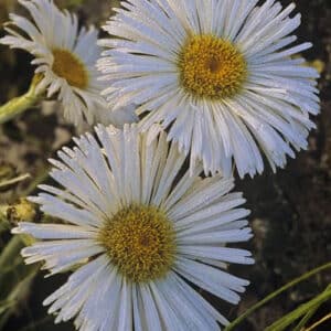 Mountain Daisy (Celmisia semicordata/Celmisia spectabilis)
