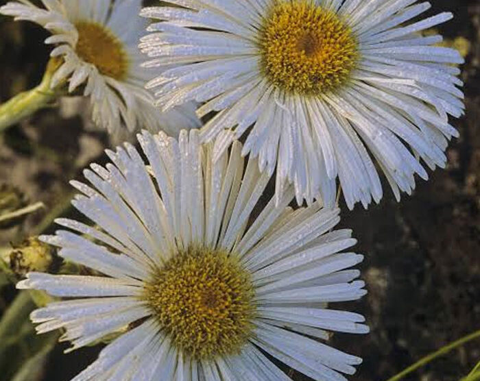 Mountain Daisy (Celmisia semicordata/Celmisia spectabilis)