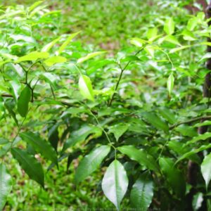 Balsam of Peru (Myroxylon balsamum)