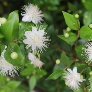 Myrtle (Myrtus communis)