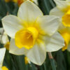 Narcissus Absolute (Narcissus poeticus)