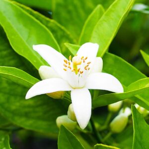 Neroli (Citrus aurantium )