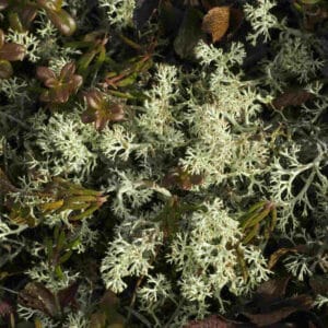 Oakmoss Absolute (Evernia prunastri)