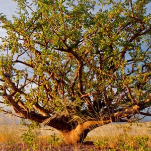 Opoponax - Sweet Myrrh (Commiphora erythraea)