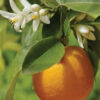 Orange – Sweet (Citrus sinensis)