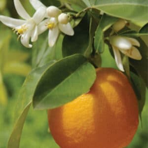 Orange - Sweet (Citrus sinensis)