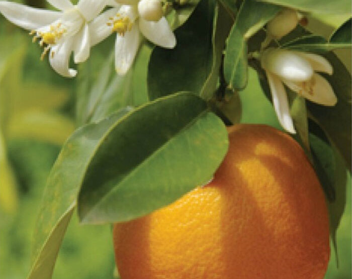 Orange – Sweet (Citrus sinensis)