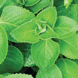 Patchouli (Pogostemon cablin)