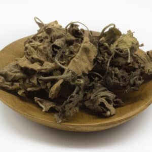 Patchouli (Pogostemon cablin)