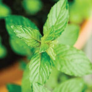 Peppermint (Mentha X piperita)
