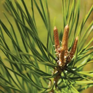 Pine (Pinus sylvestris)