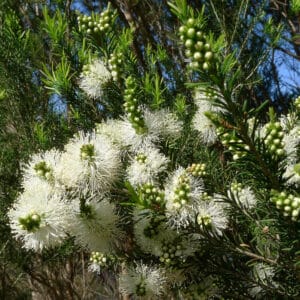 Rosalina (Melaleuca ericafolia)
