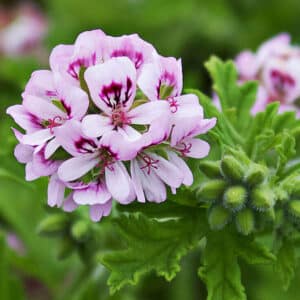 Rose Geranium (Pelargonium roseum)