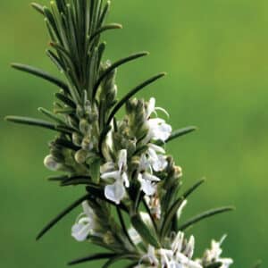 Rosemary (Rosmarinus officinalis)
