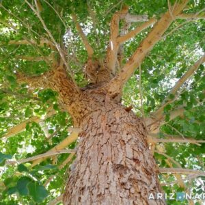 Rosewood - Indian (Dalbergia Sissoo)