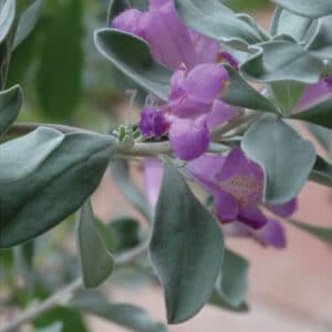 Sage (Salvia officinalis)