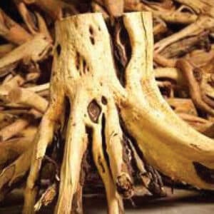 Sandalwood - Indian (Santalum album)