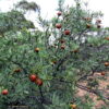 Sandalwood – Australian (Santalum spicatum)
