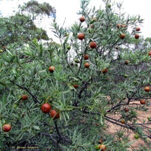 Sandalwood - Australian (Santalum spicatum)