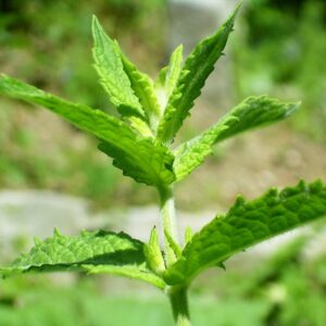 Spearmint (Mentha spicata linne)