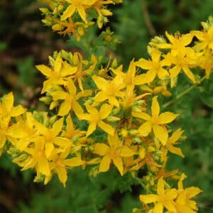 St. John's Wort (Hypericum perforatum)